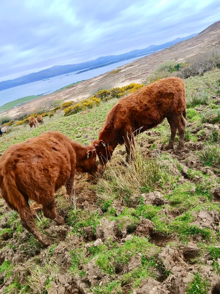 Limousine Heifers - Image 1