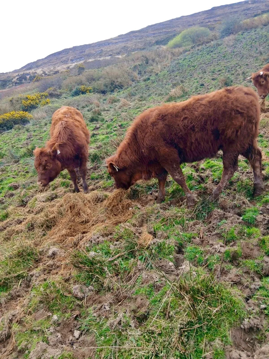 Limousine Heifers - Image 2