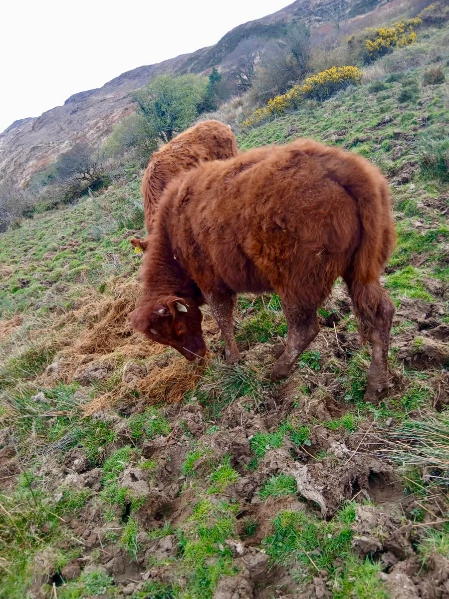 Limousine Heifers - Image 3
