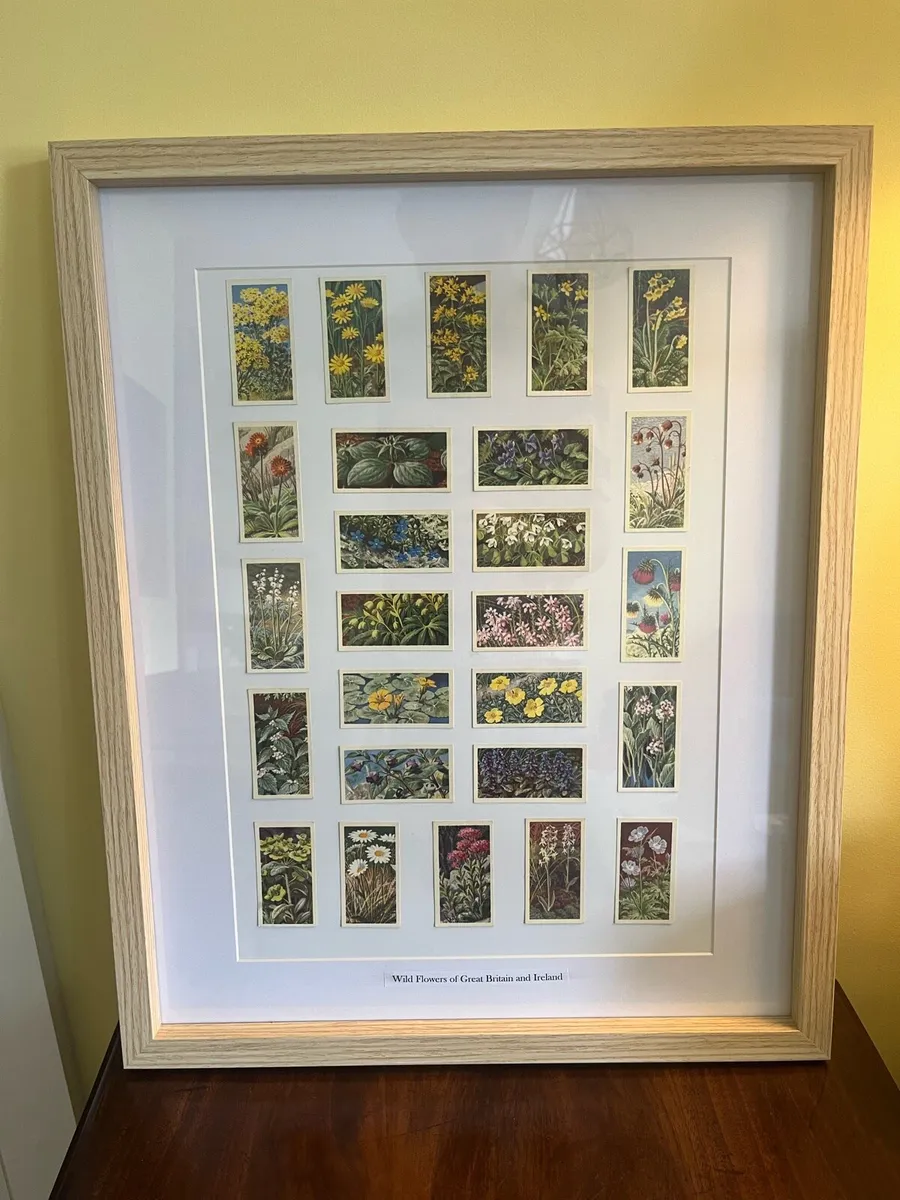 Wild Flowers of GB & Ireland Tea Cards - Image 2