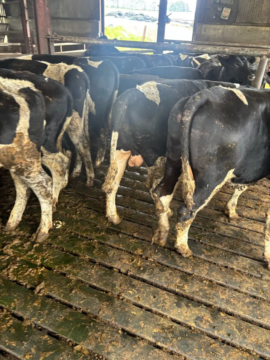 Fr bullocks - Image 3