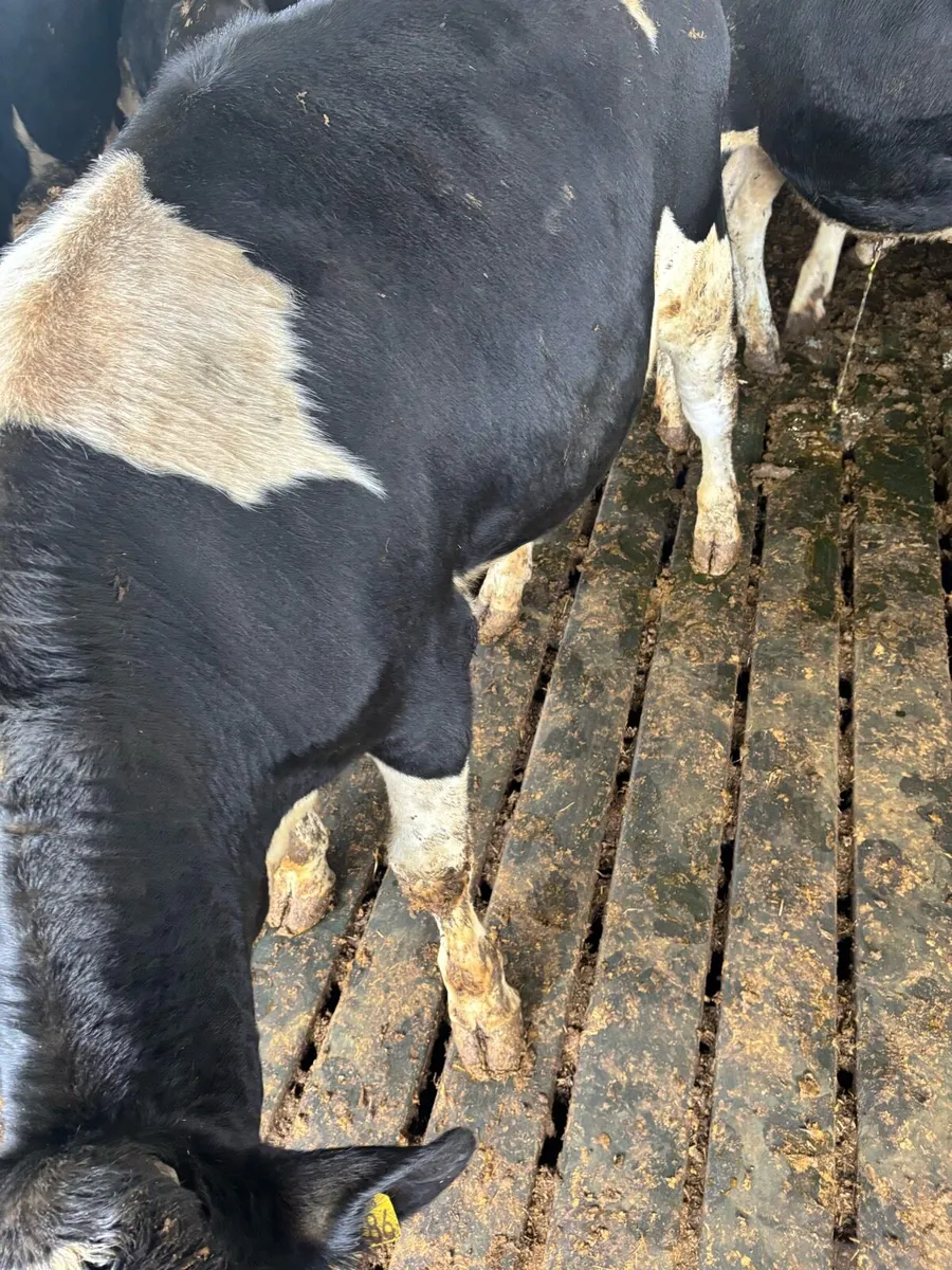 Fr bullocks - Image 4