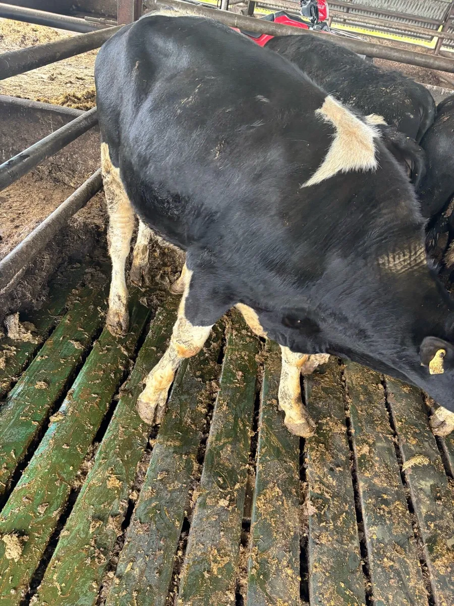 Fr bullocks - Image 2