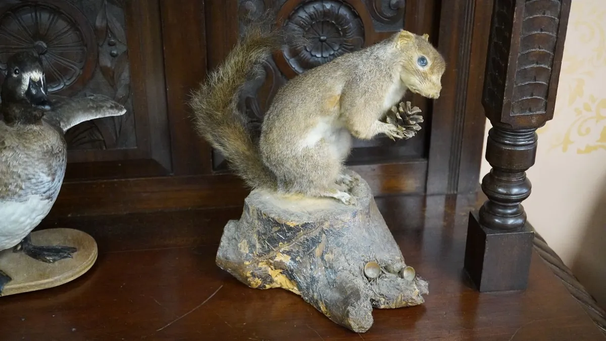Large Vintage Taxidermy Grey Squirrel - Image 1