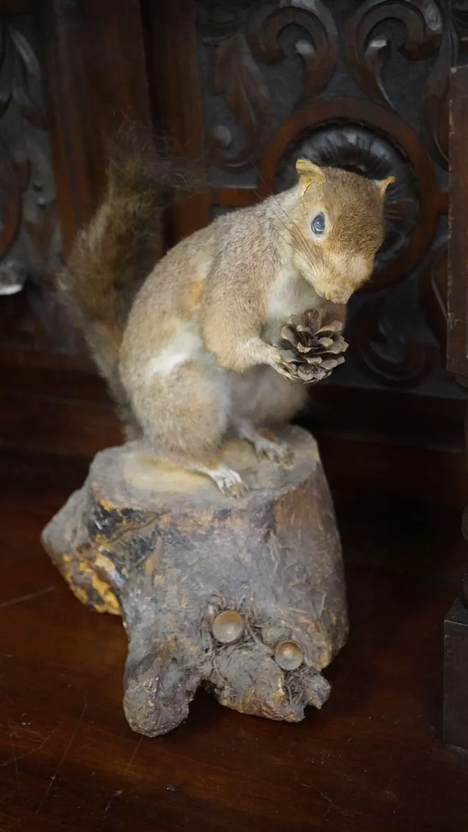Large Vintage Taxidermy Grey Squirrel - Image 2