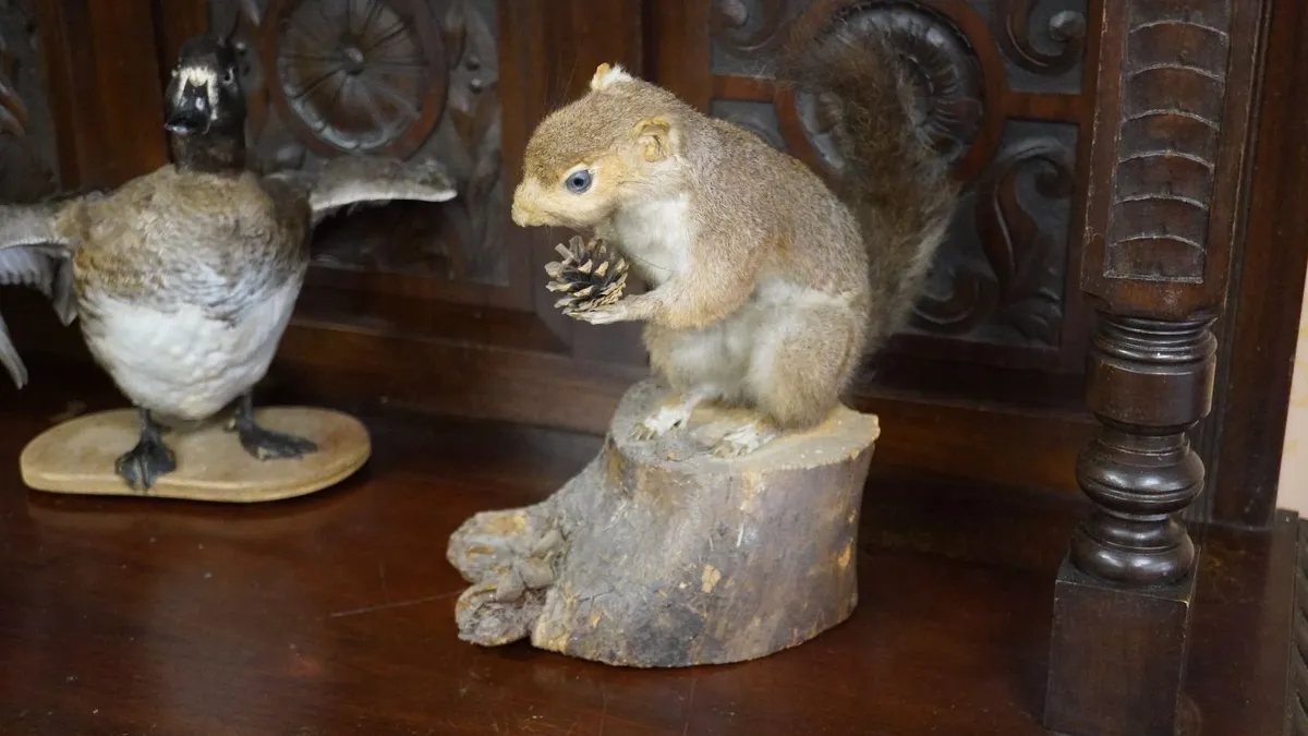 Large Vintage Taxidermy Grey Squirrel - Image 3