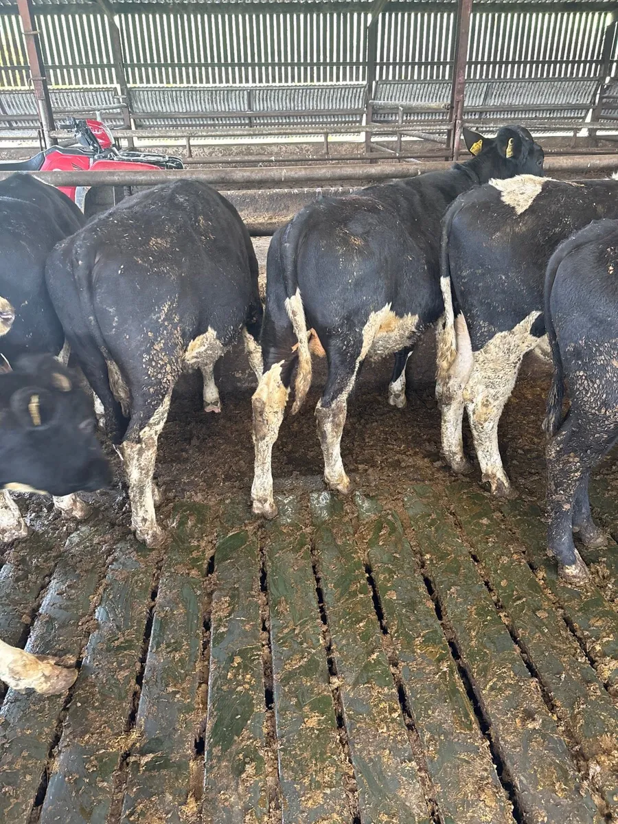 Fr bullocks - Image 1