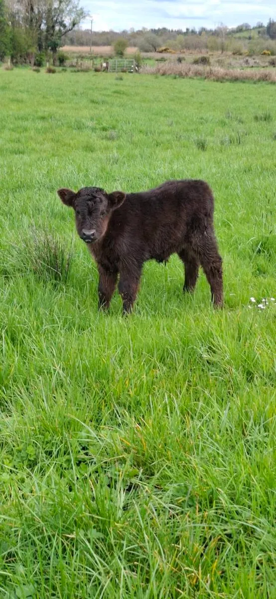 Cow and calf - Image 3