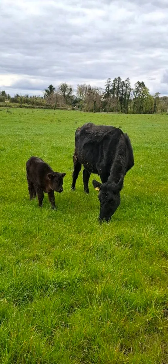 Cow and calf - Image 4