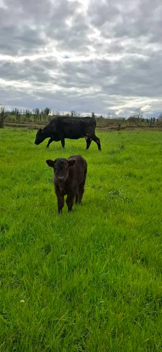 Cow and calf - Image 1