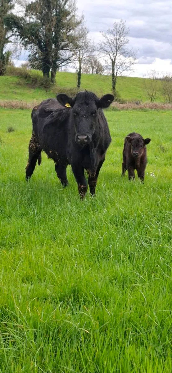 Cow and calf - Image 2