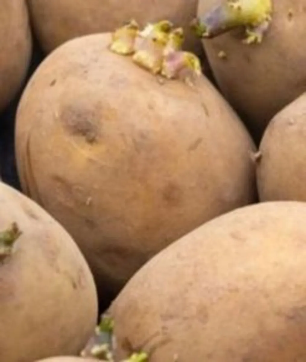 GROW YOUR OWN SPUDS - Image 2