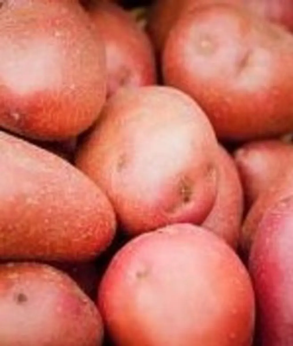 GROW YOUR OWN SPUDS - Image 4