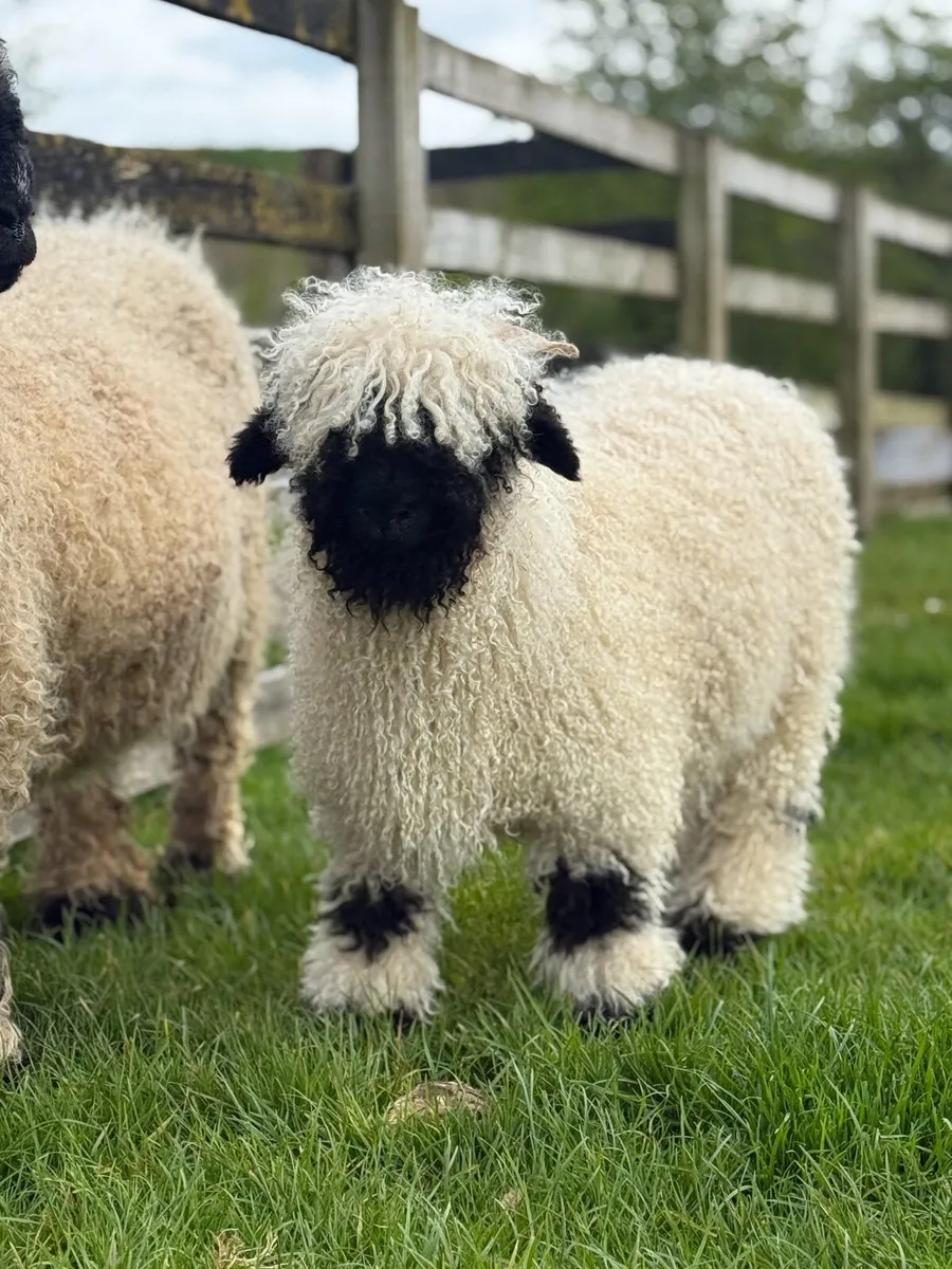 Valais Blacknose Show Ewe Lamb - Image 3