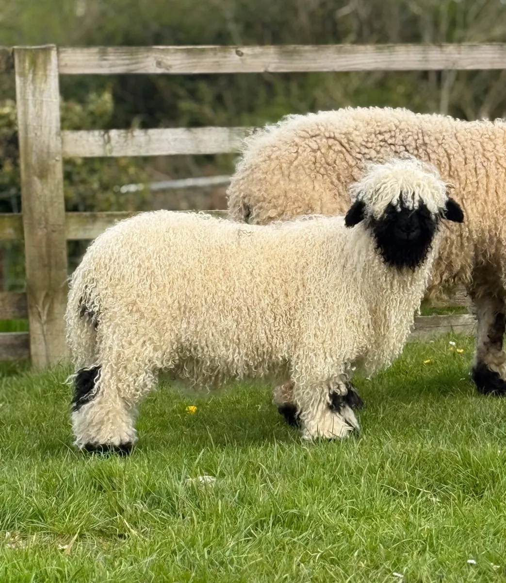 Valais Blacknose Show Ewe Lamb - Image 4