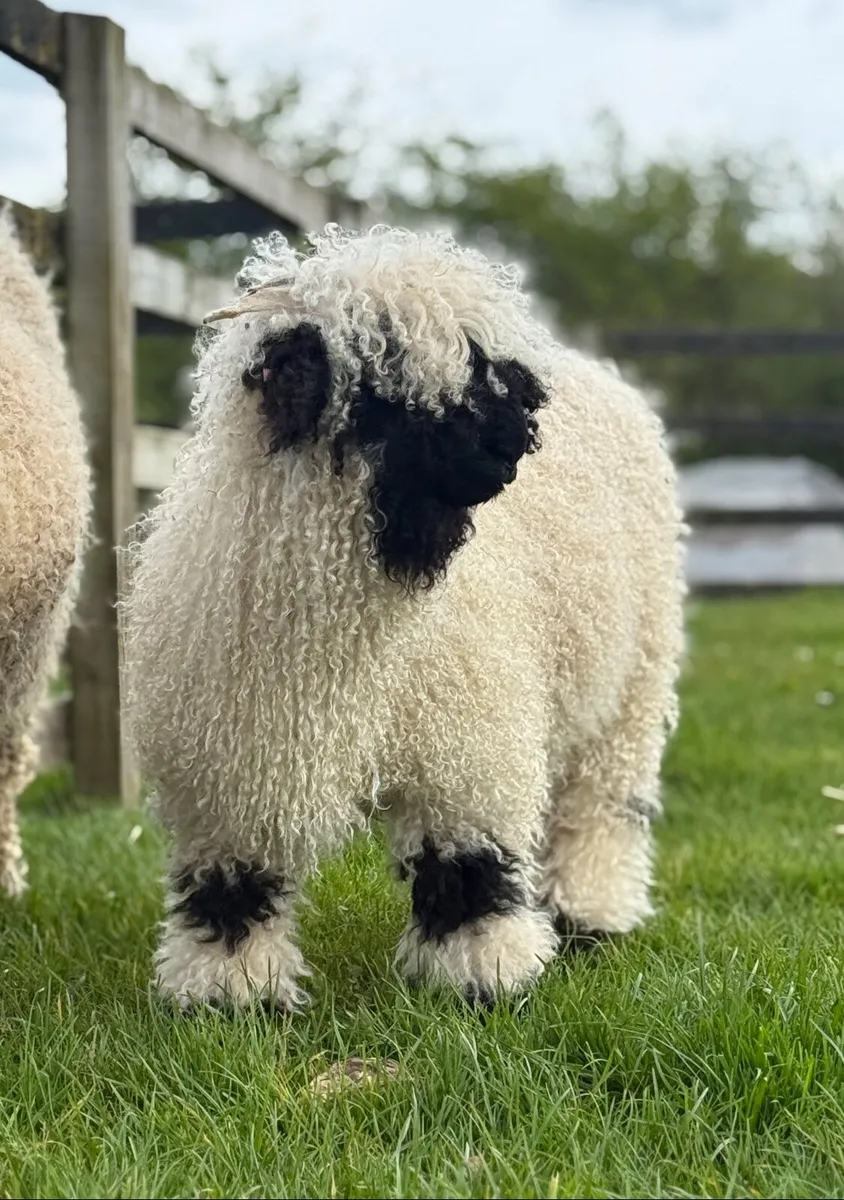 Valais Blacknose Show Ewe Lamb - Image 1