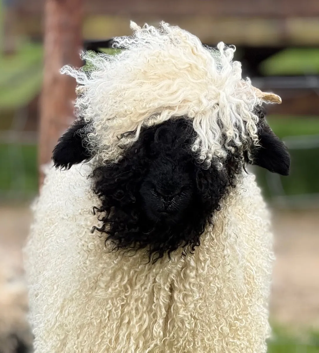Valais Blacknose Show Ewe Lamb - Image 2