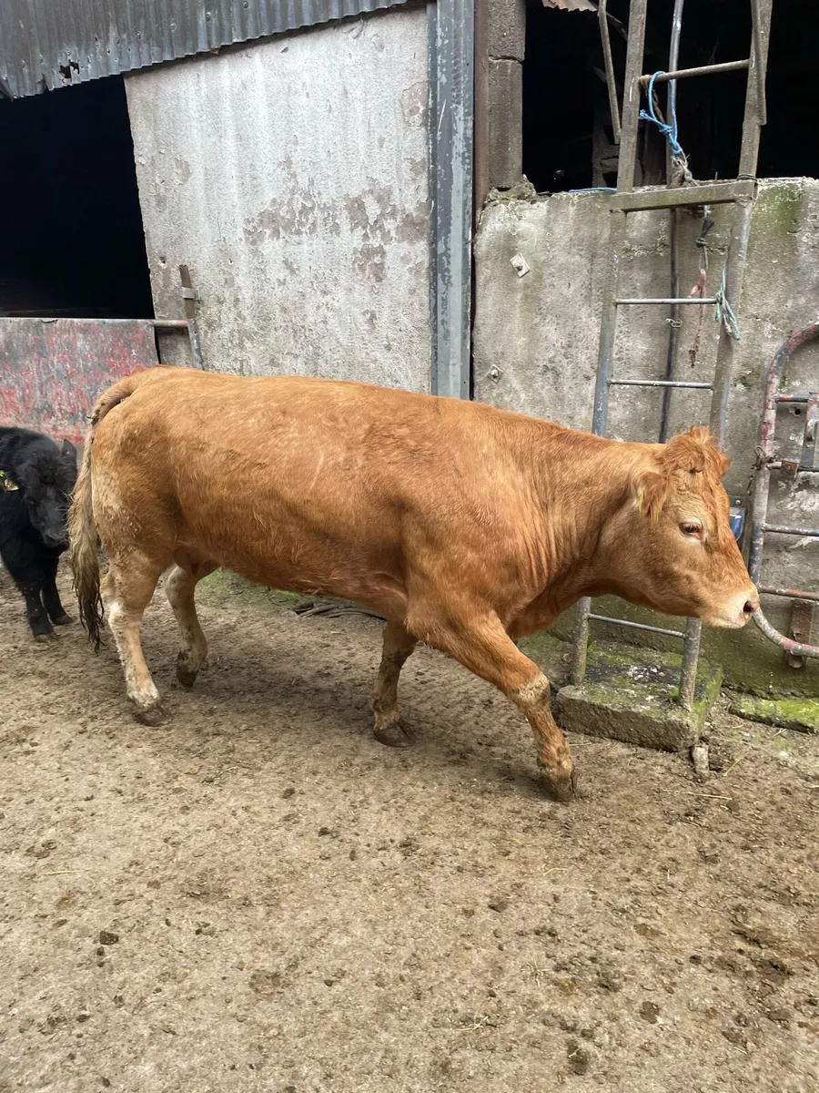 Pedigree Limousin Cow and Calf - Image 2