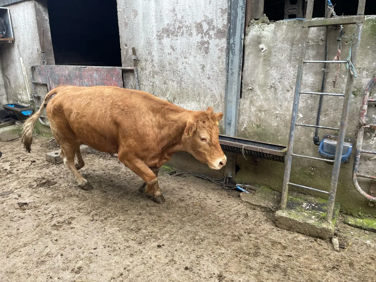 Pedigree Limousin Cow and Calf - Image 3