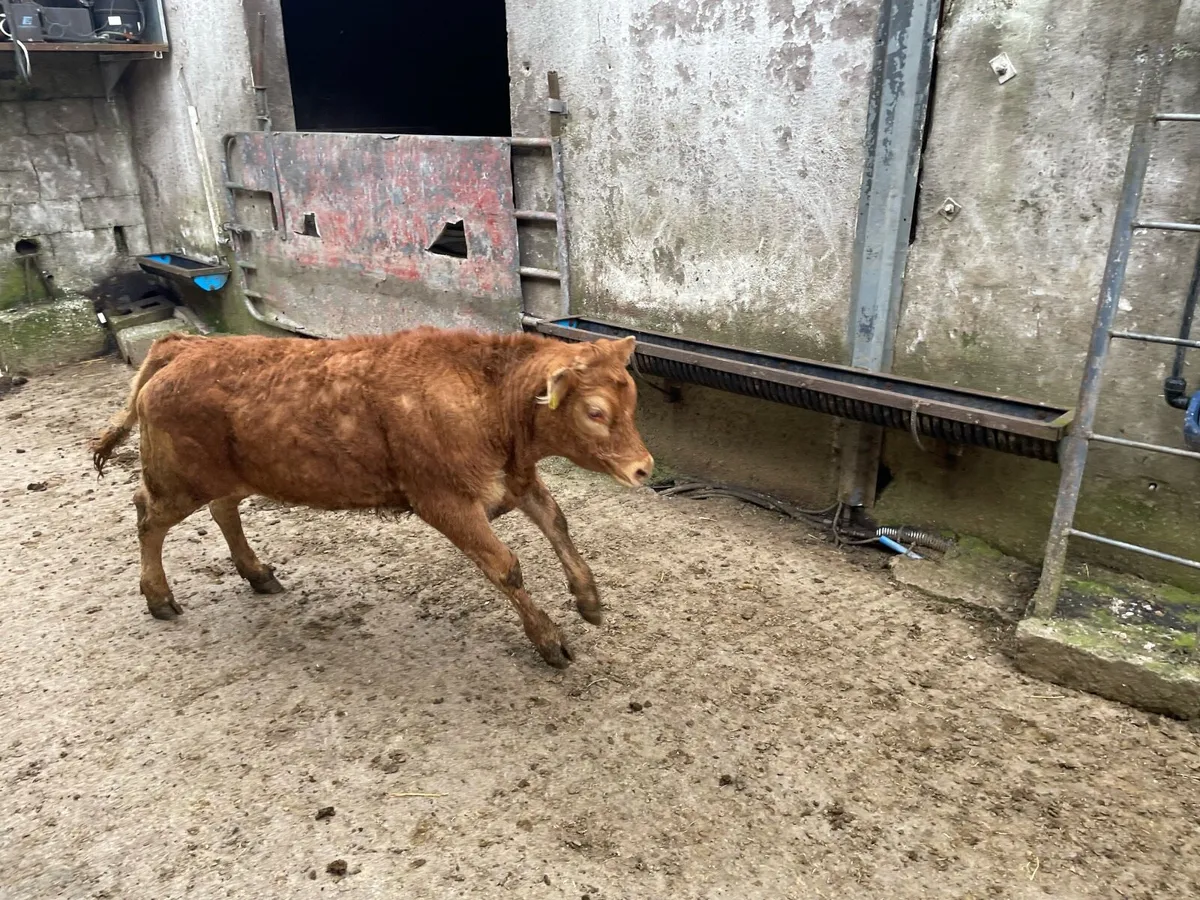 Pedigree Limousin Cow and Calf - Image 4