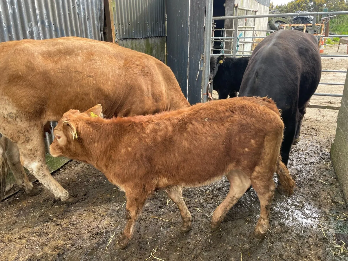 Pedigree Limousin Cow and Calf - Image 1