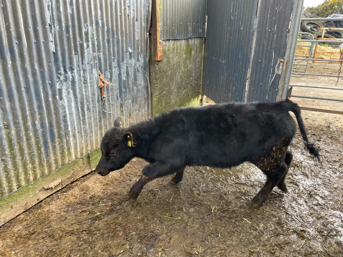 Pedigree Aberdeen Angus Cow with Bull Calf at Foot - Image 2