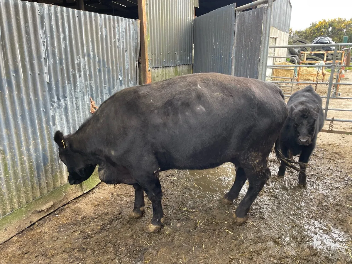 Pedigree Aberdeen Angus Cow with Bull Calf at Foot - Image 3