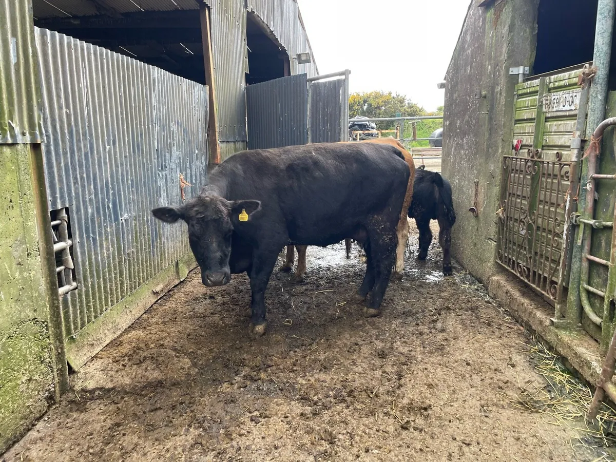 Pedigree Aberdeen Angus Cow with Bull Calf at Foot - Image 1