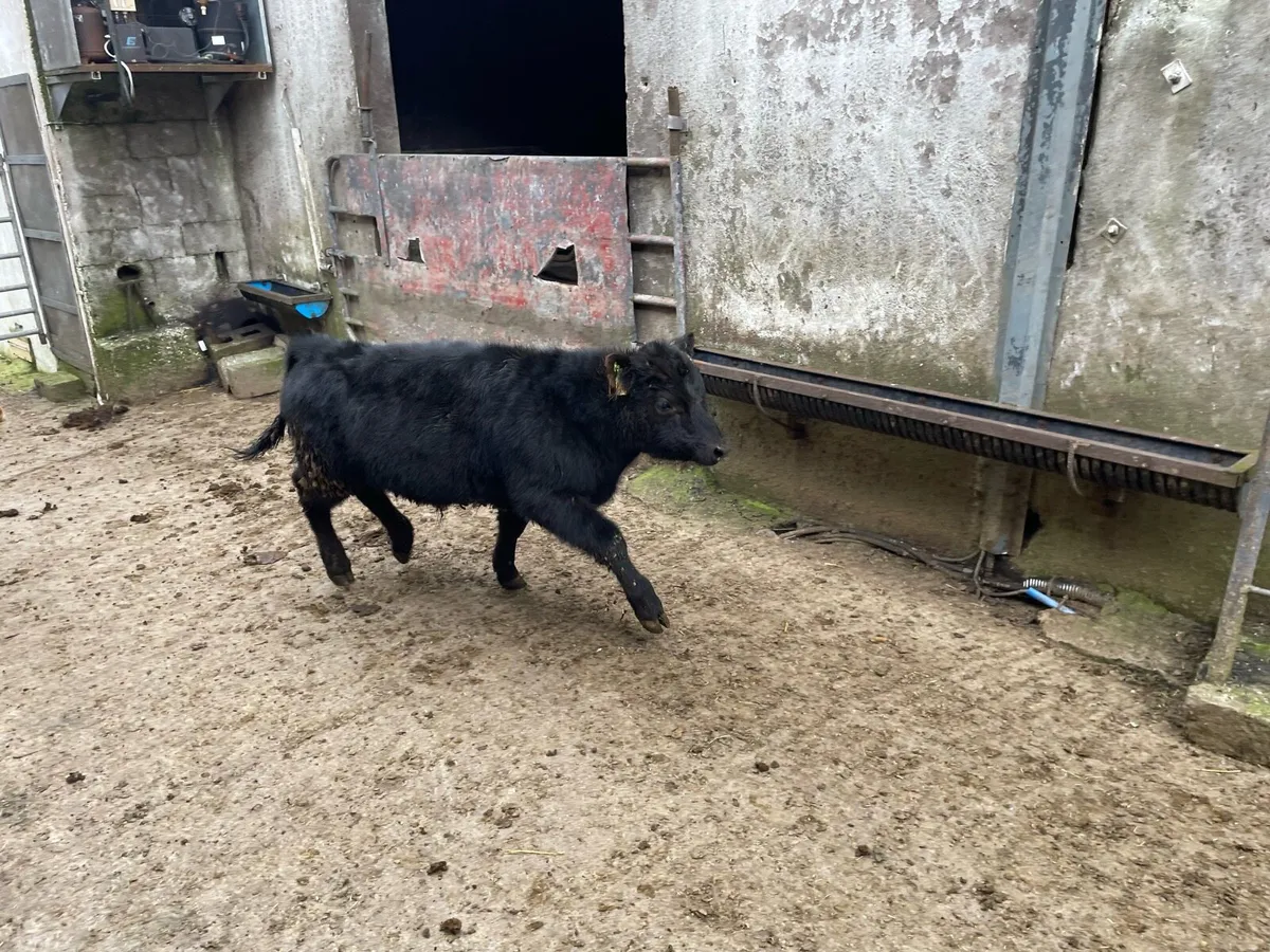 Pedigree Aberdeen Angus Cow with Bull Calf at Foot - Image 4
