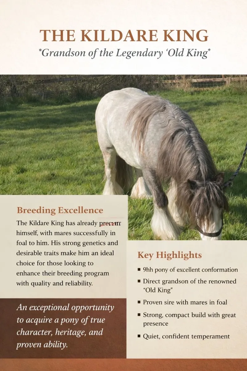 Horse for stud - Image 1