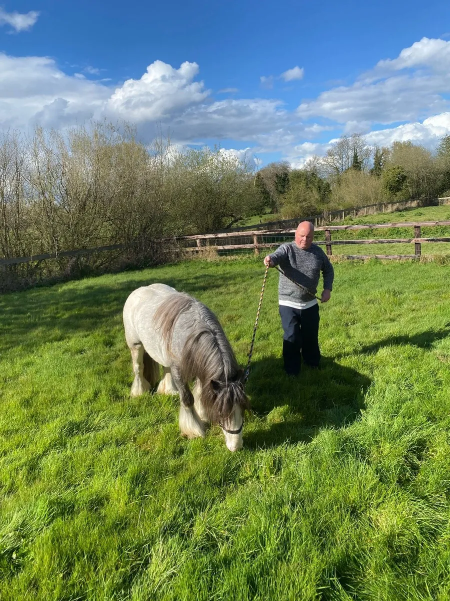 Horse for stud - Image 3