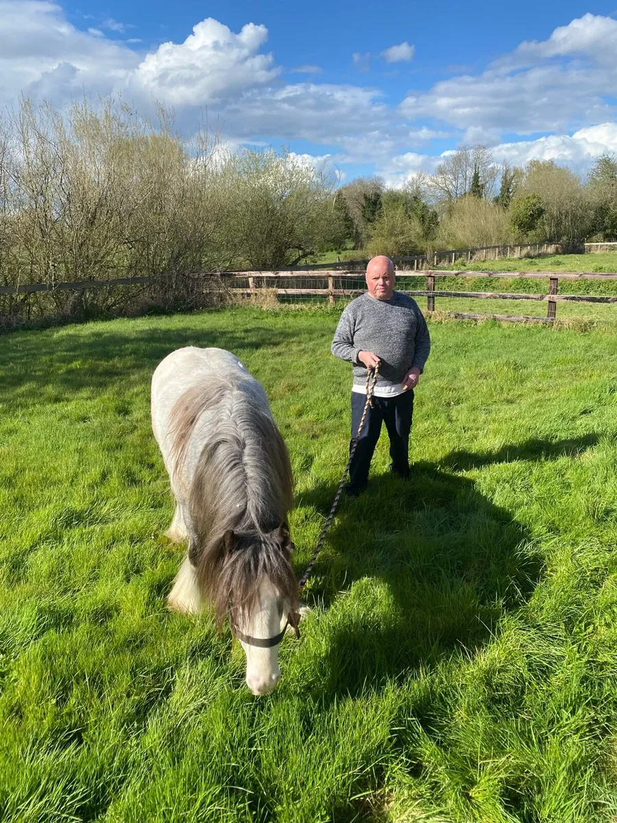 Horse for stud - Image 2