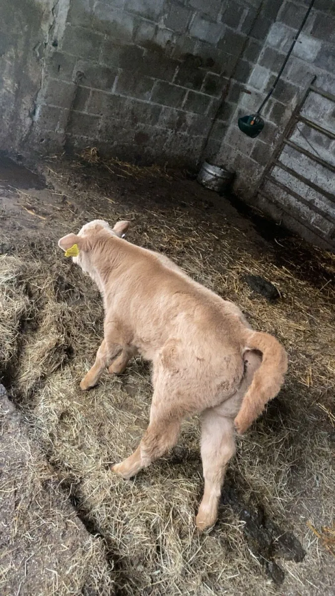 Charlois bull calf - Image 2