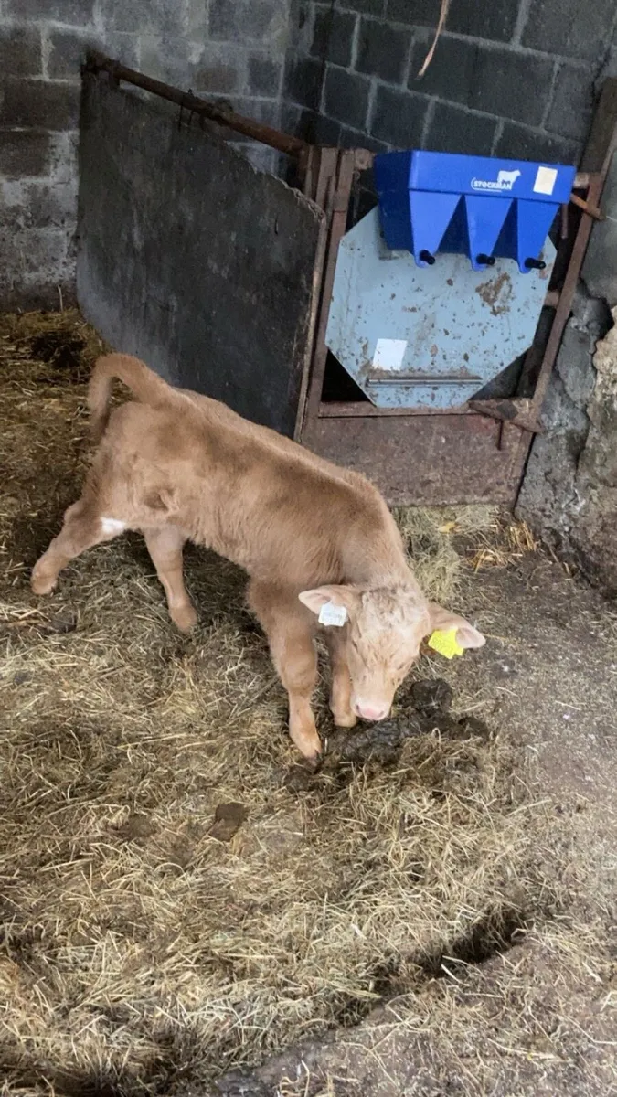 Charlois bull calf - Image 1