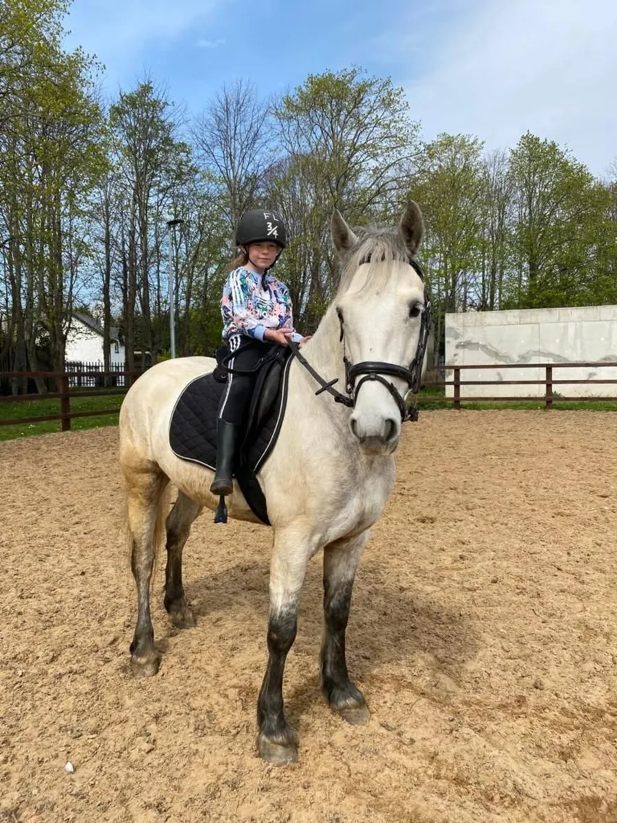 Horse, Connemara - Image 1
