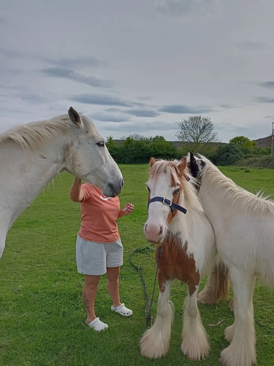 Horse, Connemara - Image 2
