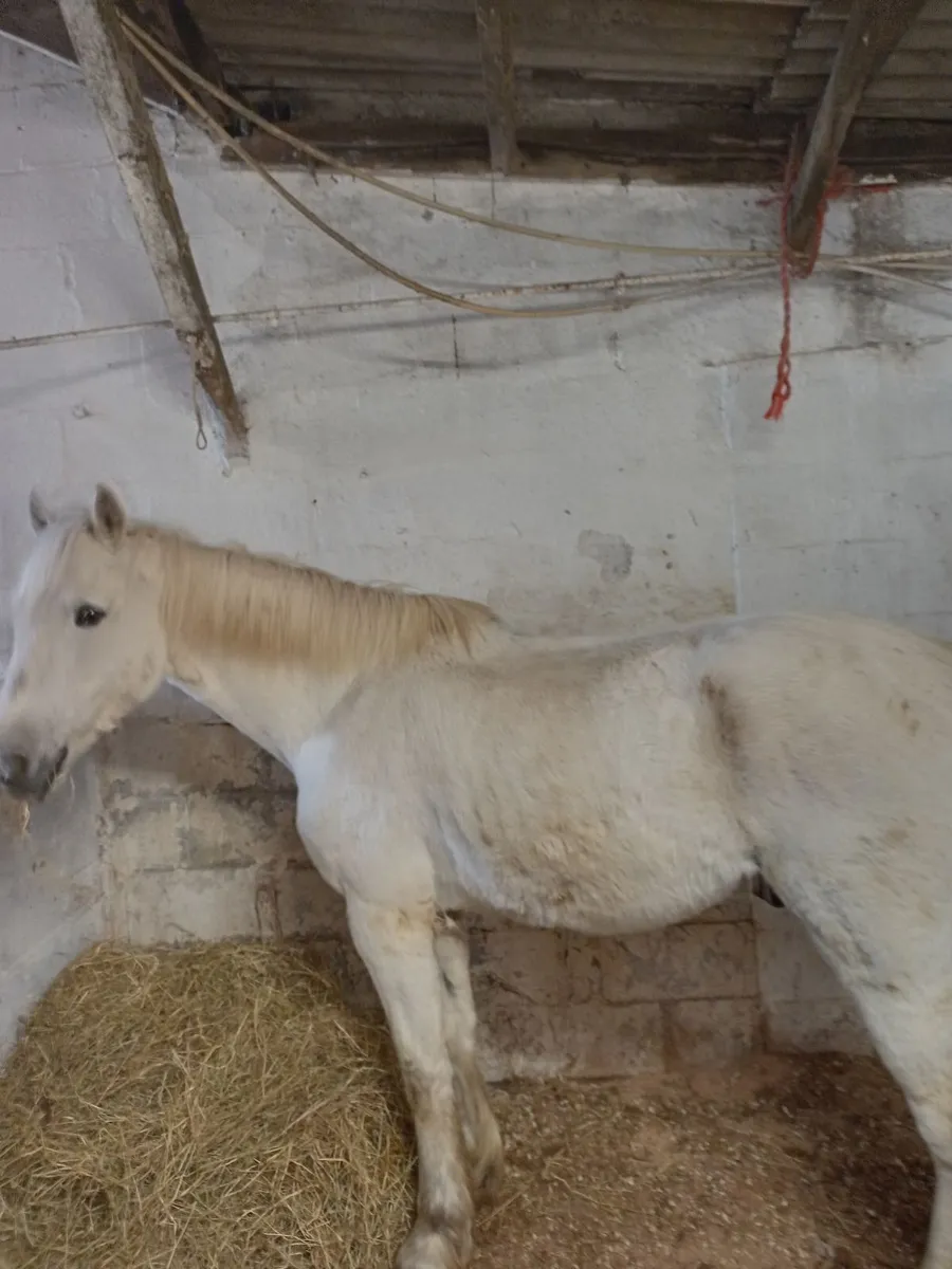 Horse, Connemara - Image 3