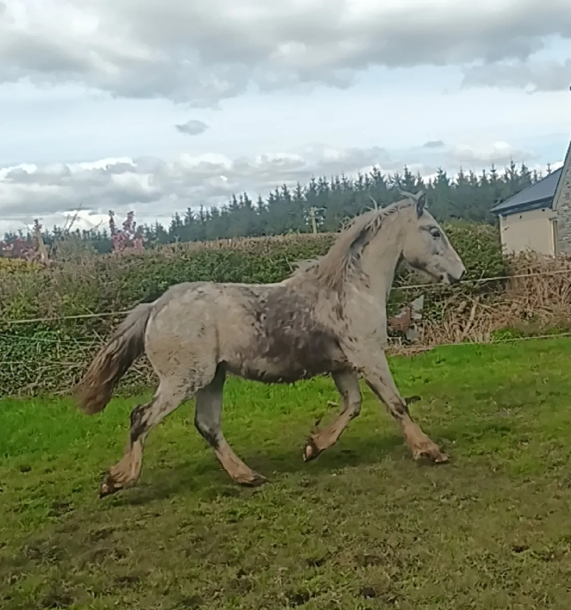 Lovely yearlings - Image 1