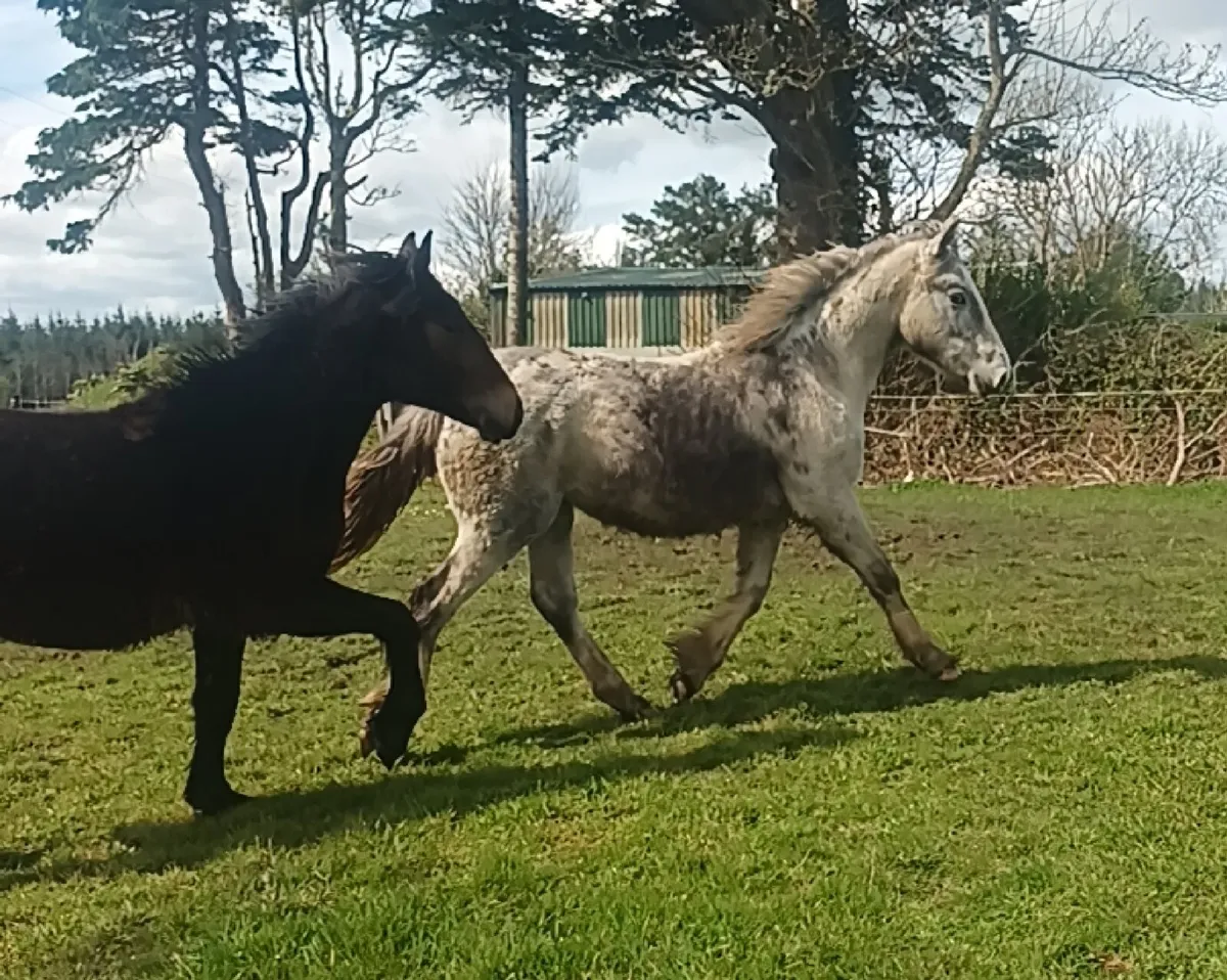 Lovely yearlings - Image 2