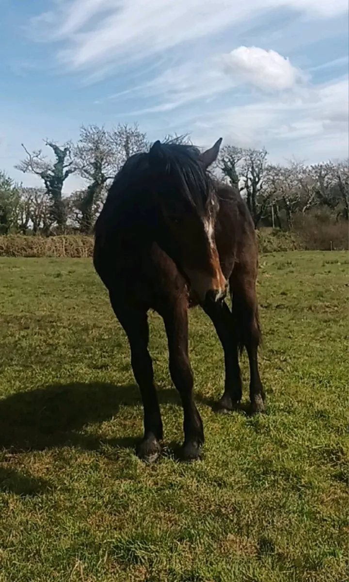 Lovely yearlings - Image 3