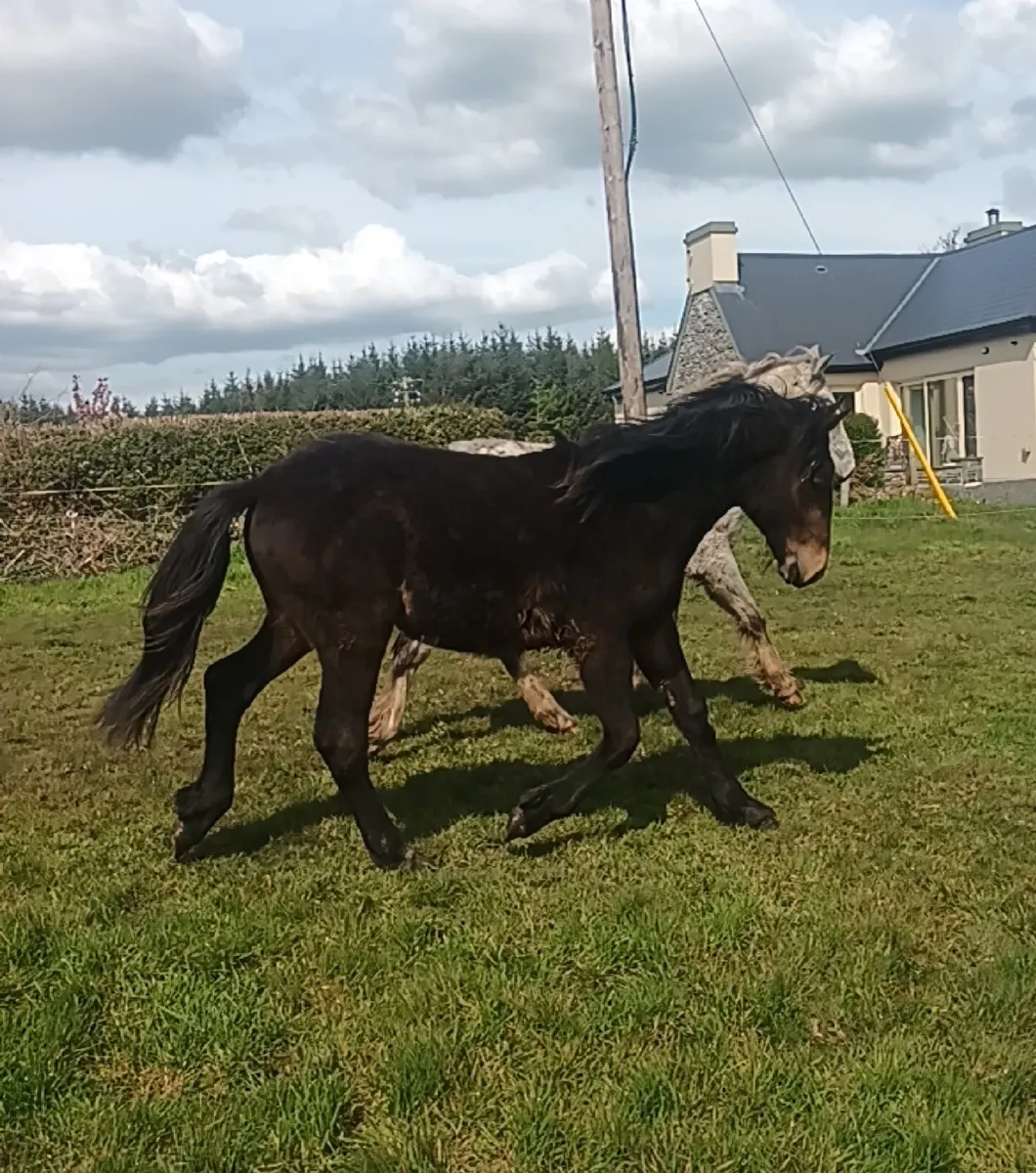 Lovely yearlings - Image 4