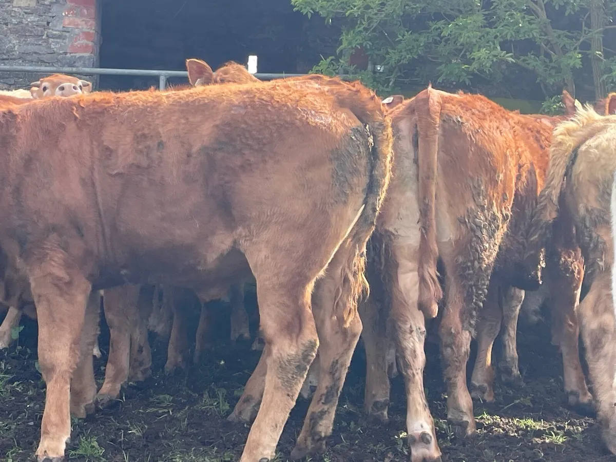 22 super 440kg store heifers - Image 2