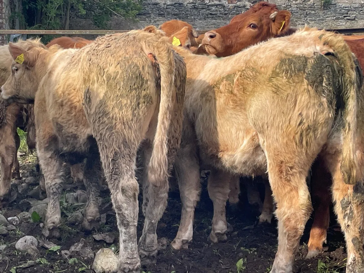 22 super 440kg store heifers - Image 3