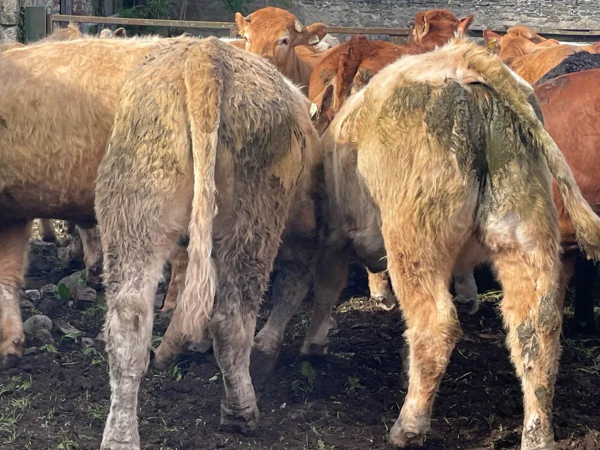 22 super 440kg store heifers - Image 1