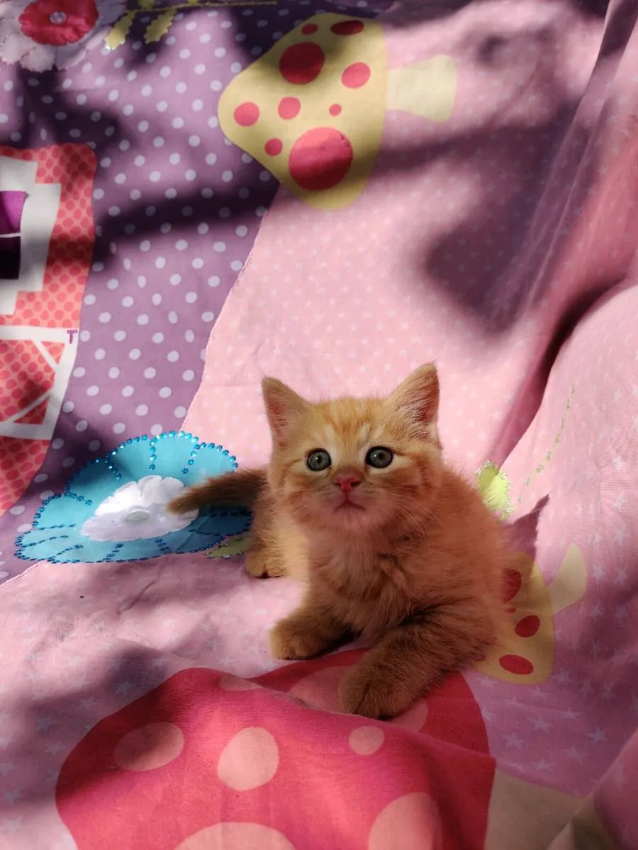 🐾 Gorgeous Ginger British Cross - Image 1