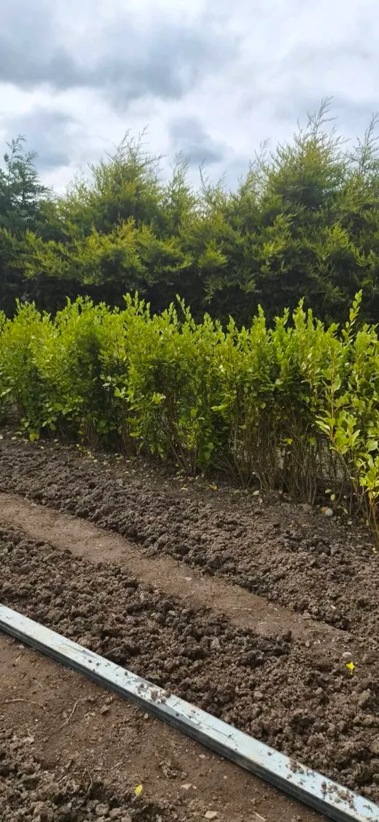 Griselinia hedging - Image 2