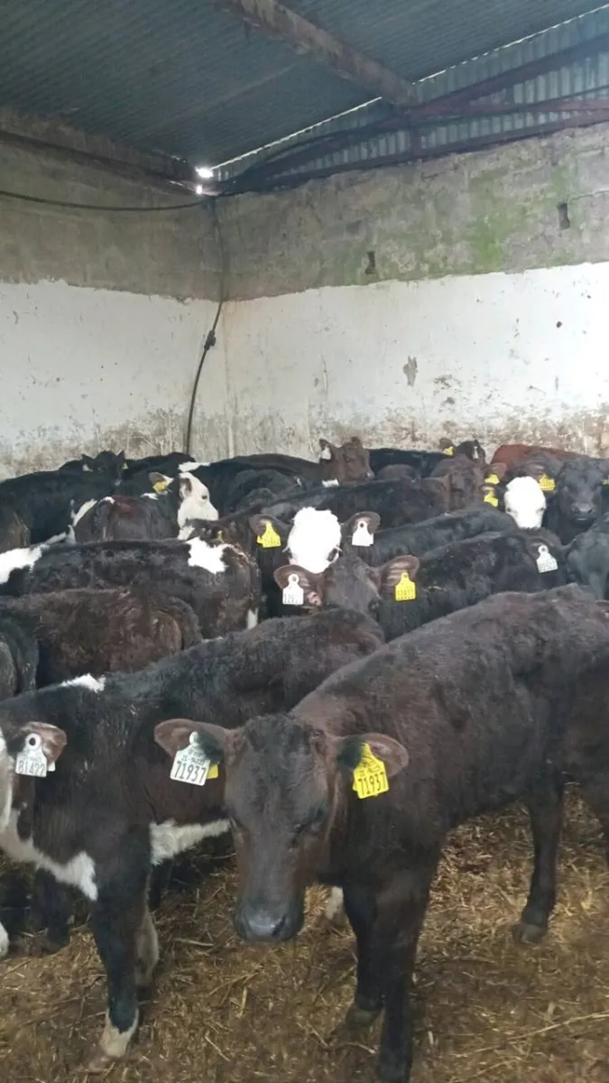 30 GRASS CALVES, NO MILK REQUIRED - Image 1