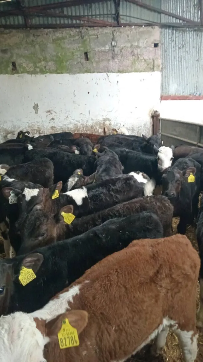 30 GRASS CALVES, NO MILK REQUIRED - Image 2