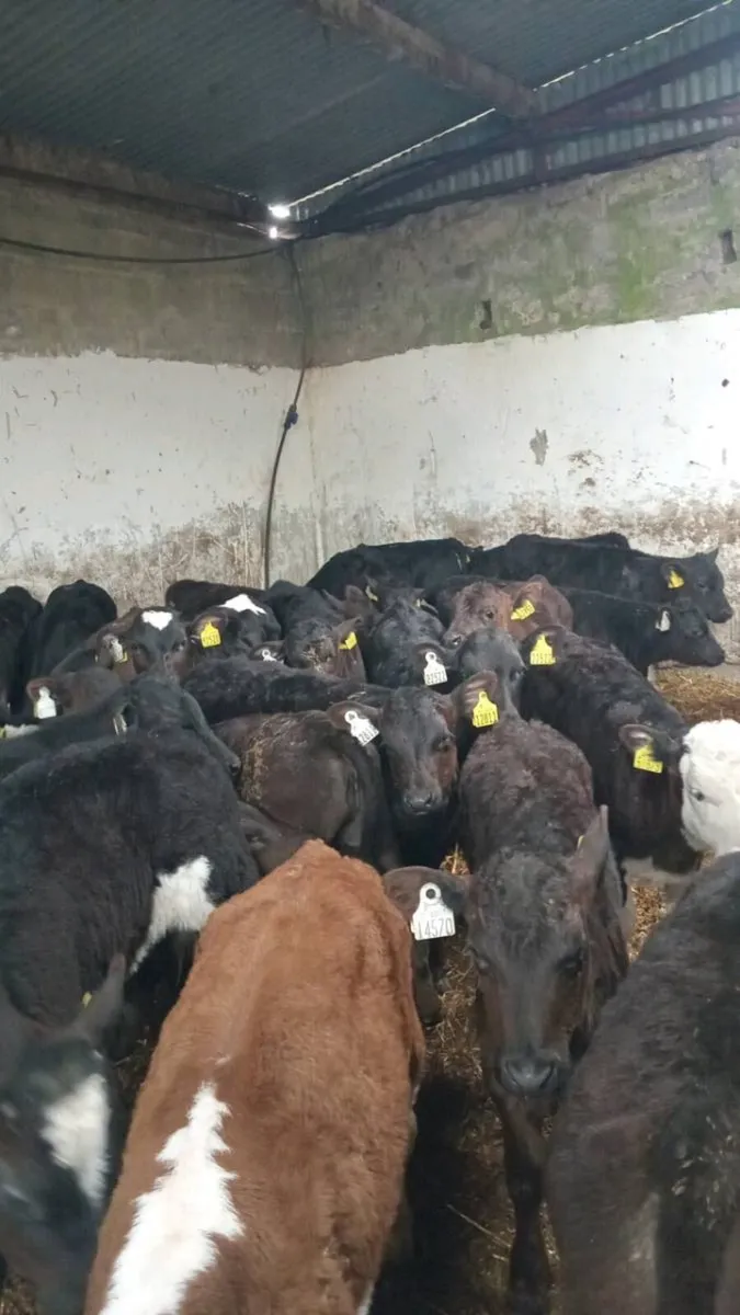 30 GRASS CALVES, NO MILK REQUIRED - Image 3