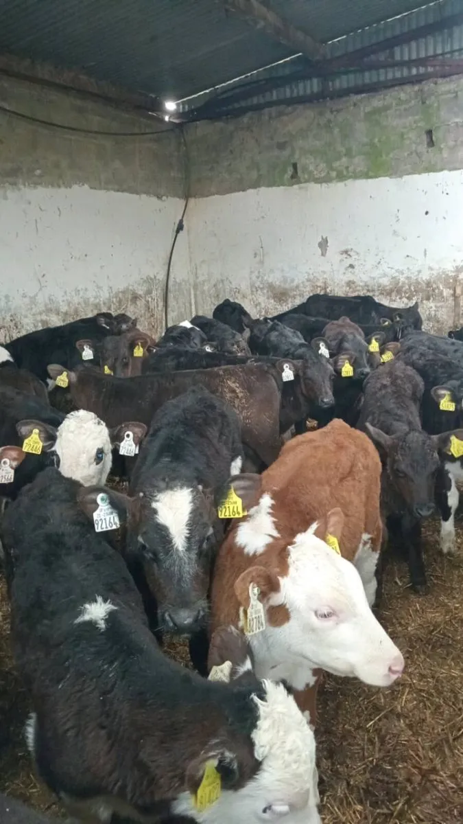 30 GRASS CALVES, NO MILK REQUIRED - Image 4